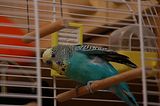 budgiebohmsach002