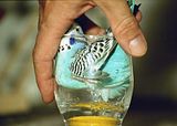 budgiebohmsach005