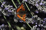 butterflybohmsach004