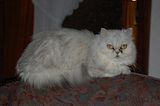 catbohmsach104