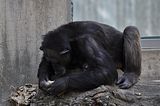 chimpanzeebohmsach001