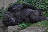 chimpanzeebohmsach003