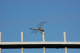 dragonflybohmsach004