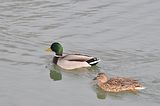 duckbohmsach002