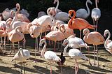 flamingobohmsach002