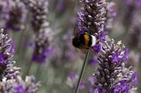 flowerbumble-beebohmsach102