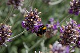 flowerbumble-beebohmsach106