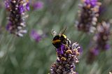 flowerbumble-beebohmsach107