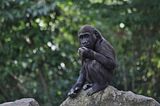 gorillabohmsach012