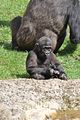 gorillabohmsach013