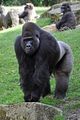 gorillabohmsach014