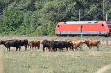 herd-of-cowsbohmsach001