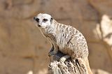 meerkatbohmsach001