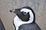 penguinbohmsach