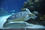 sea_turtlebohmsach001