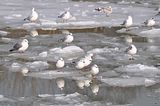 seagullwinterbohmsach003