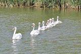 swanfamilybohmsach001