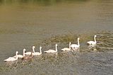 swanfamilybohmsach002