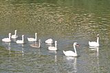 swanfamilybohmsach003