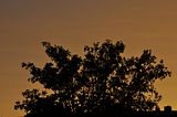 sunsetbohmsach107