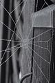 spiderweb_bohmsach003