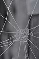 spiderweb_bohmsach004