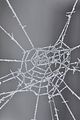 spiderweb_bohmsach005