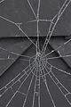 spiderweb_bohmsach007