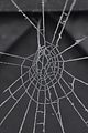 spiderweb_bohmsach008