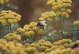 bumblebeebohmsach01