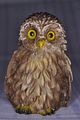owlbohmsach003