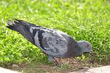 pigeonbohmsach0001