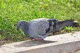 pigeonbohmsach0002