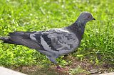 pigeonbohmsach0003