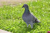 pigeonbohmsach0004