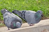 pigeonsbohmsach0001