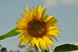 sunflowerbohmsach001