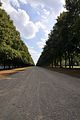 tree-lined_roadbohmsach001