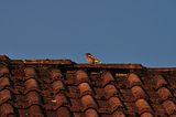 chaffinch24042011bohmsach002